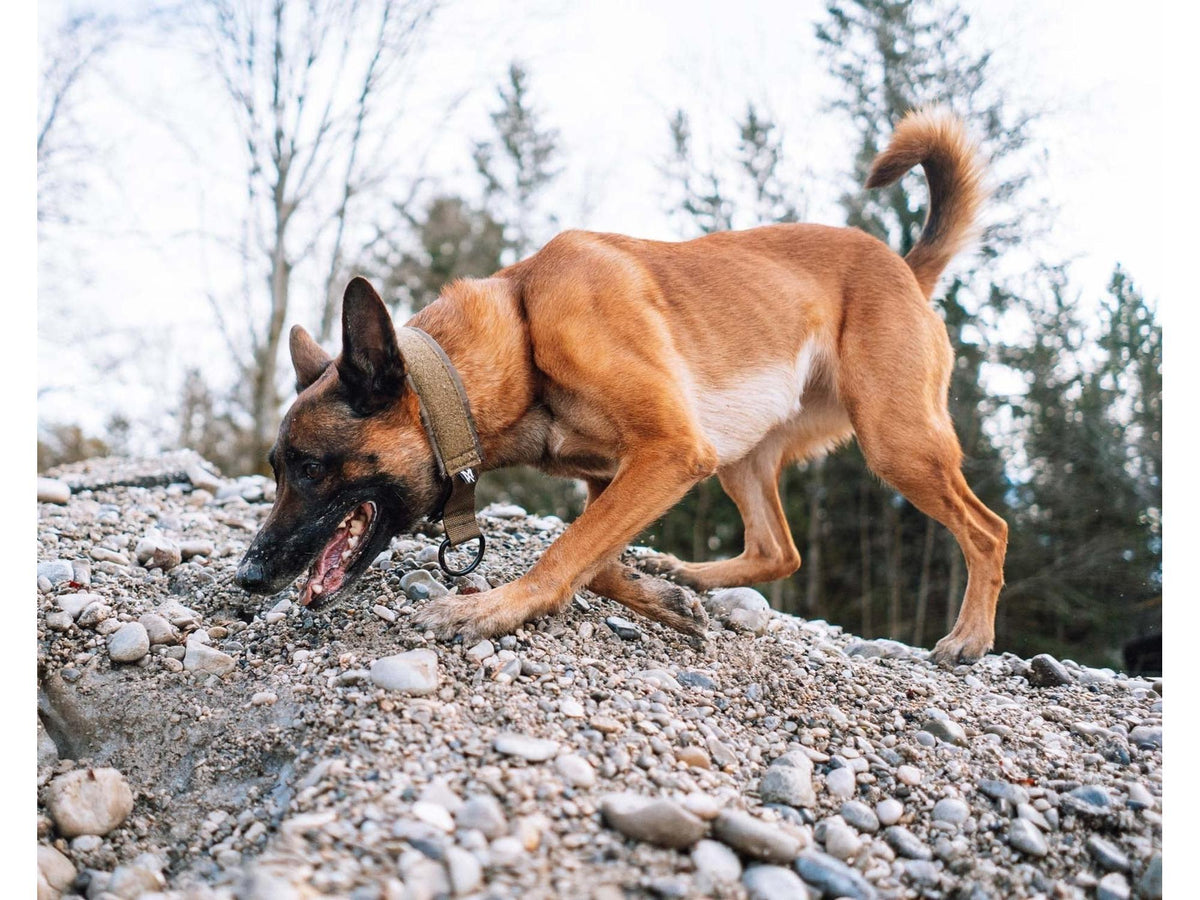 Non-stop dogwear Solid collar WD halvstruphalsbånd – Svart – modellen vist i annen farge