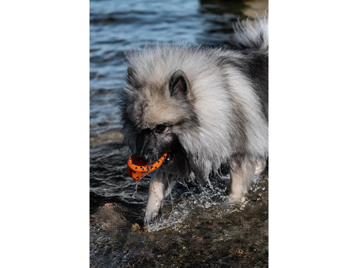 Non-stop dogwear Dog throw toy kasteleke – Oransje/svart