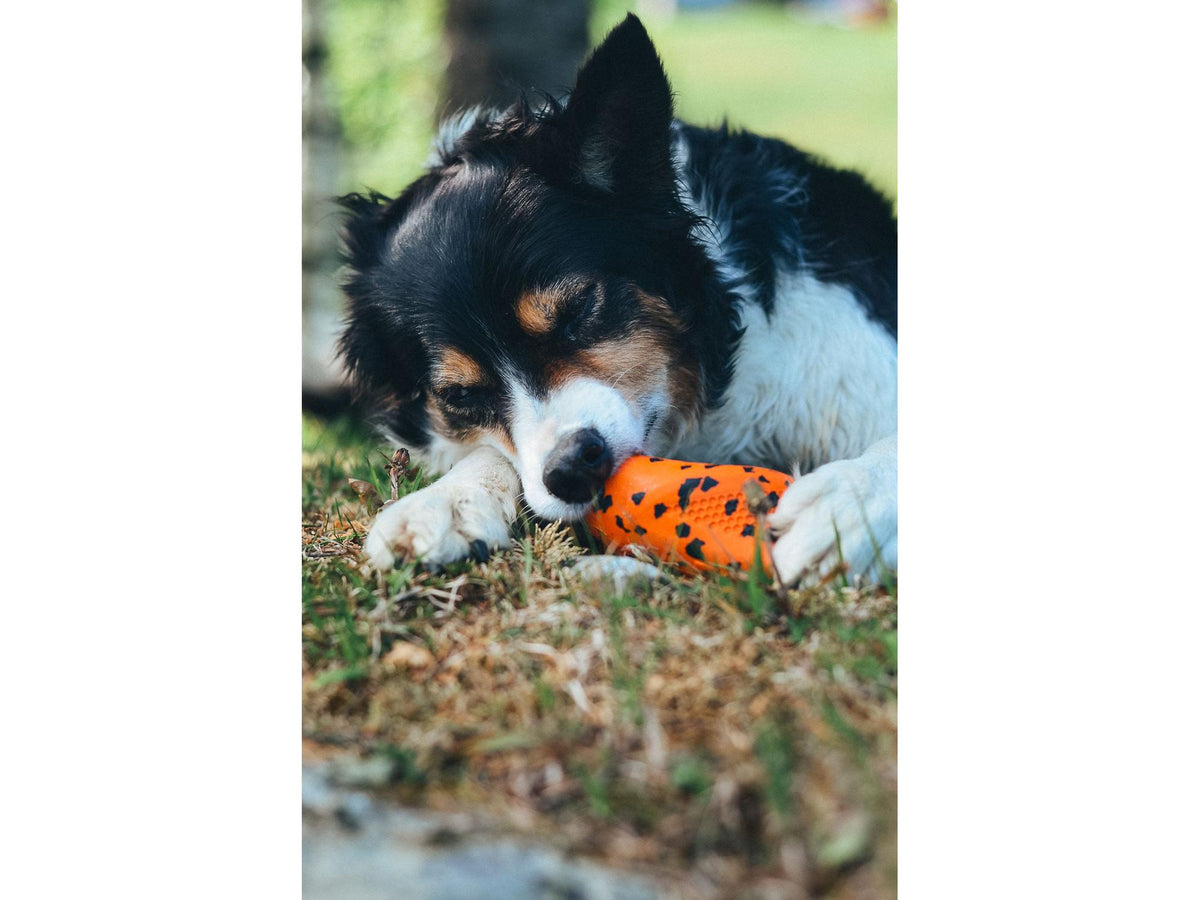 Non-stop dogwear Dog throw toy kasteleke – Oransje/svart