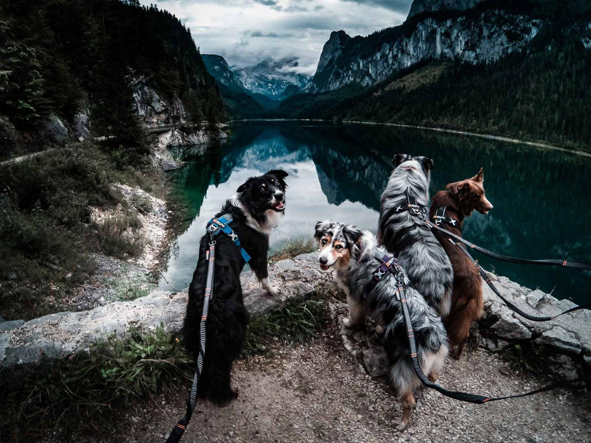 Non-stop dogwear Touring bungee adjustable justerbart strikkbånd – Svart/grå