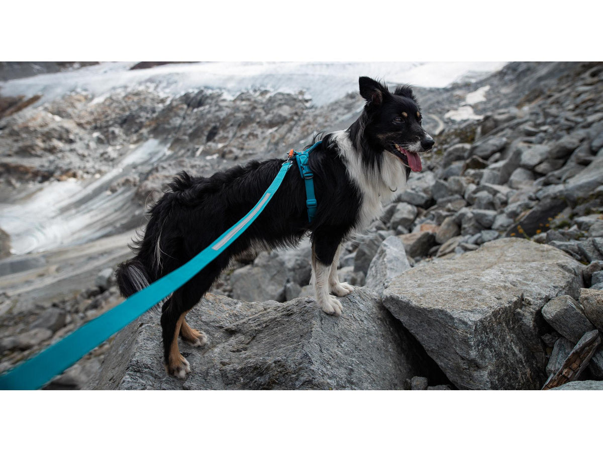 Non-stop dogwear Touring bungee strikkbånd – Teal