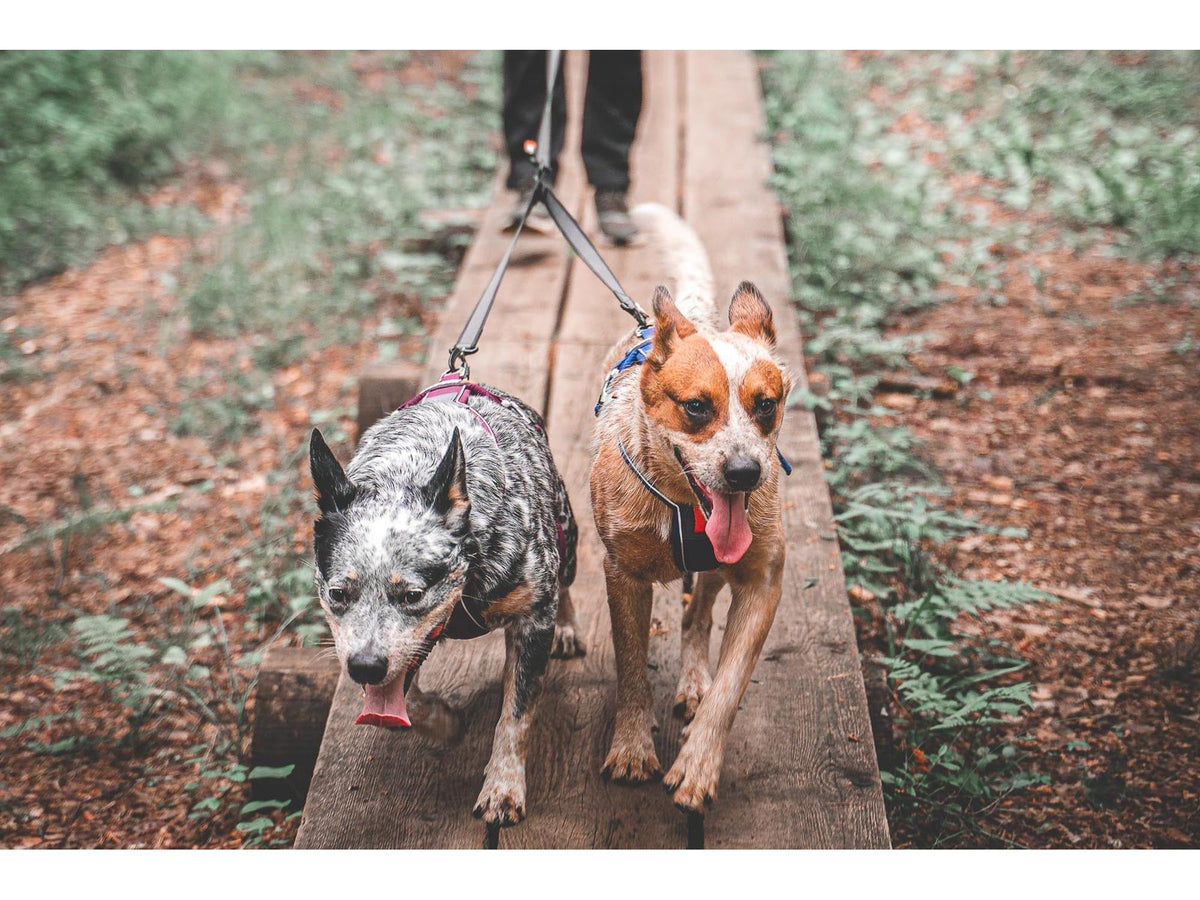 Non-stop dogwear Touring double koblingsbånd for to hunder – Svart/grå