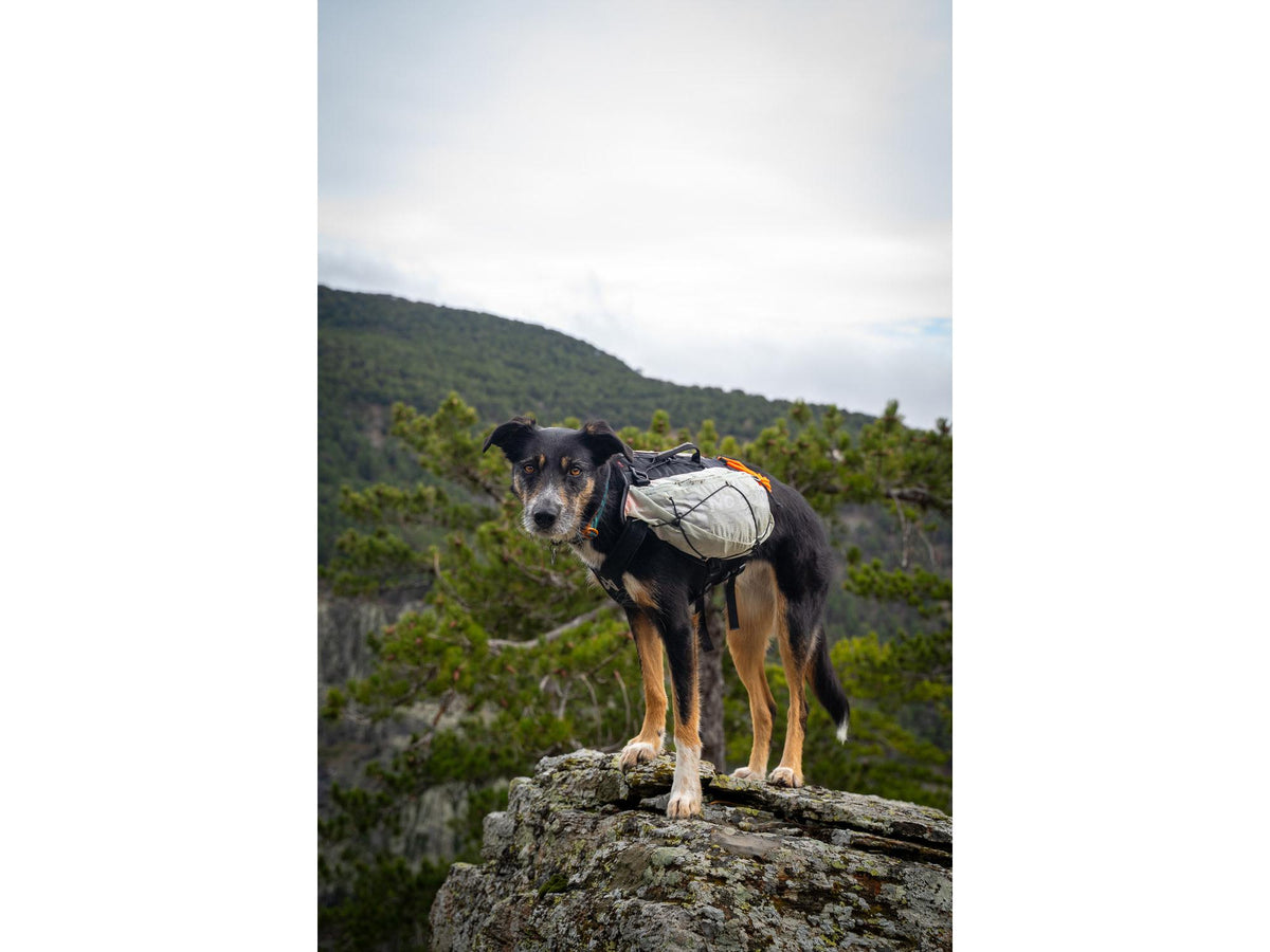 Non-stop dogwear Trail light dog backpack hundesekk – Teal – modellen vist i annen farge