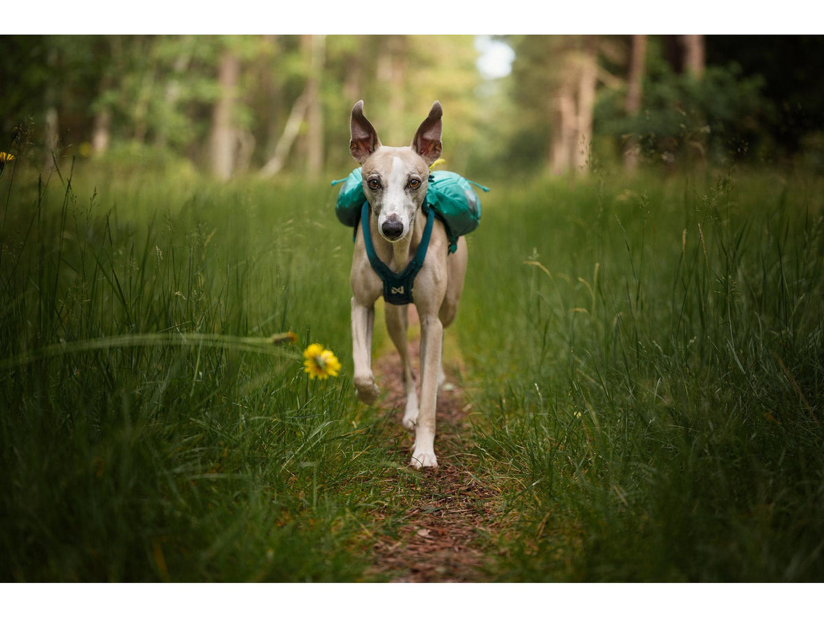 Non-stop dogwear Trail light dog backpack hundesekk – Teal