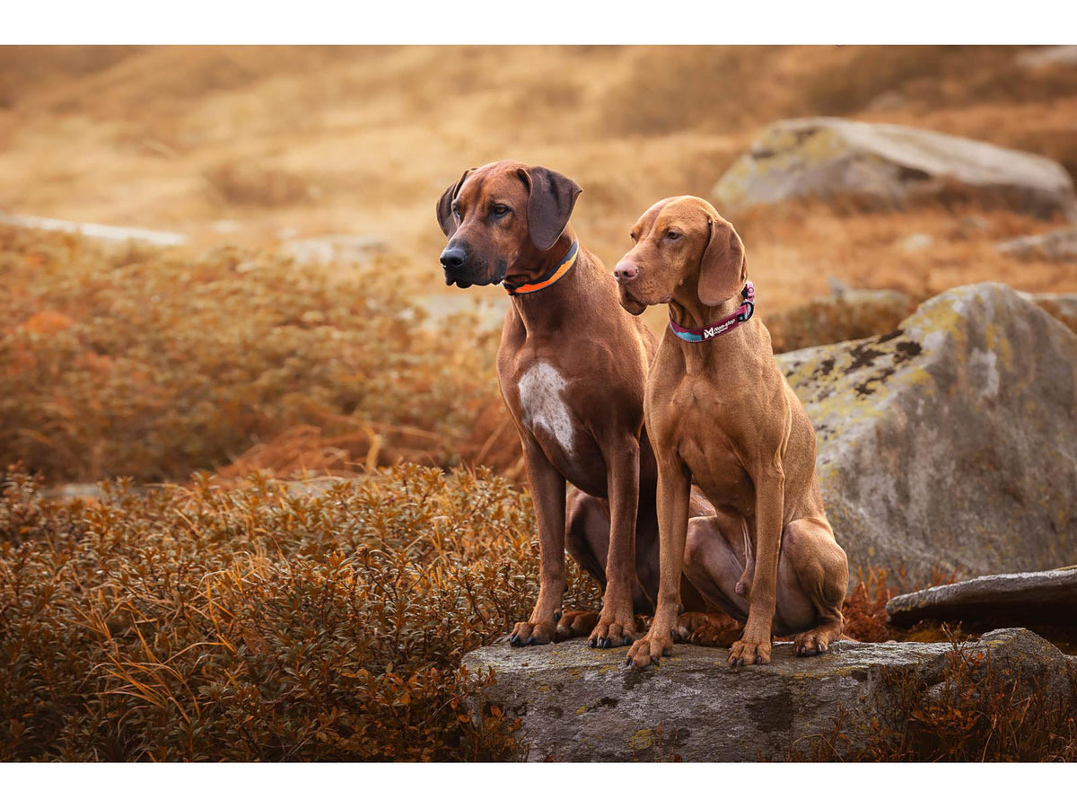 Non-stop dogwear Trail quest collar halsbånd – Oransje/svart