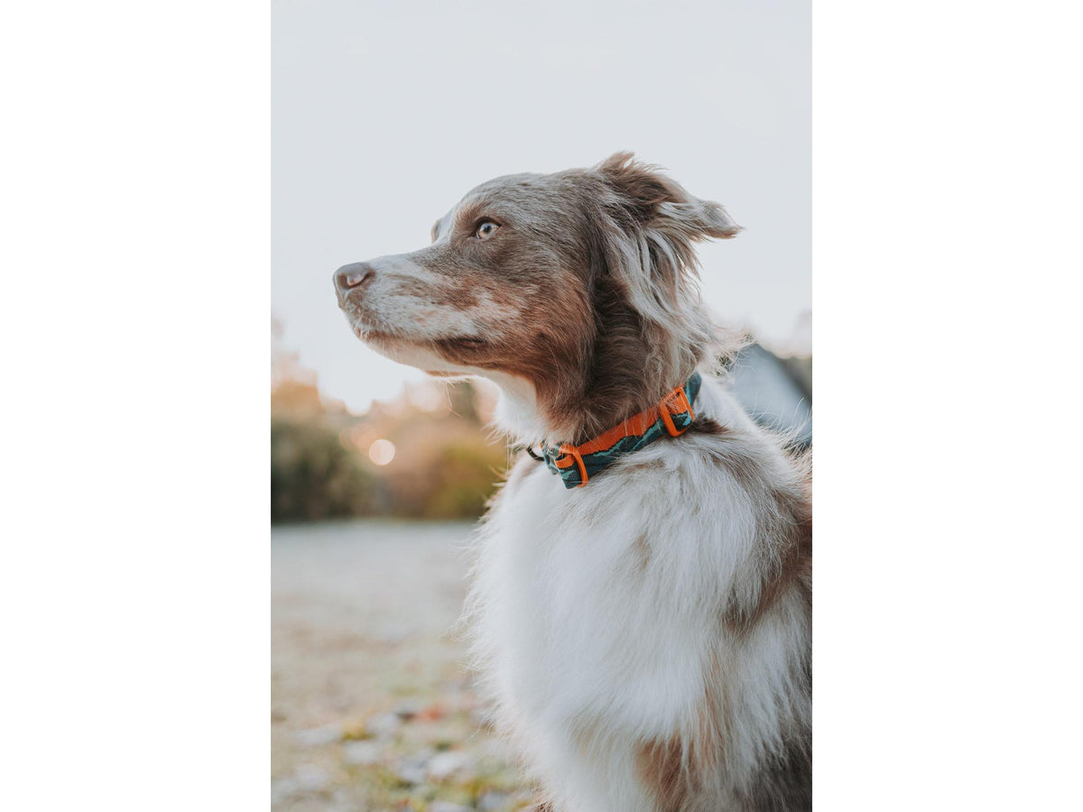 Non-stop dogwear Trail quest collar RP signature edition halsbånd – Teal/eik