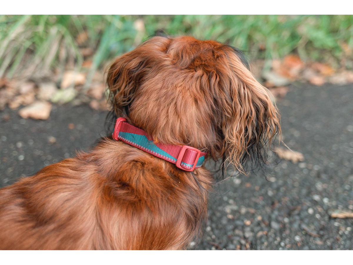 Non-stop dogwear Trail quest collar halsbånd – Teal/vinrød