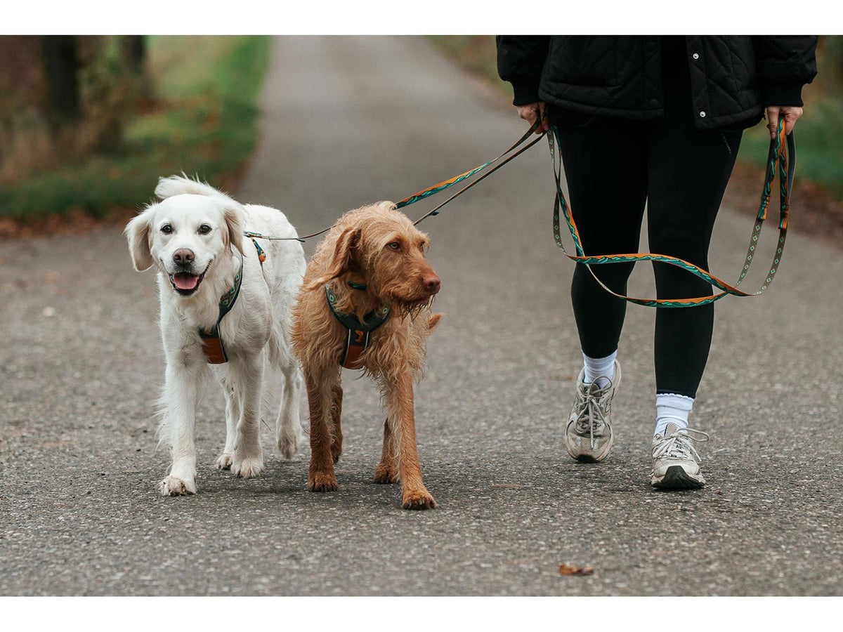 Non-stop dogwear Trail quest leash Rachel Pohl edition leiebånd – Teal/eik