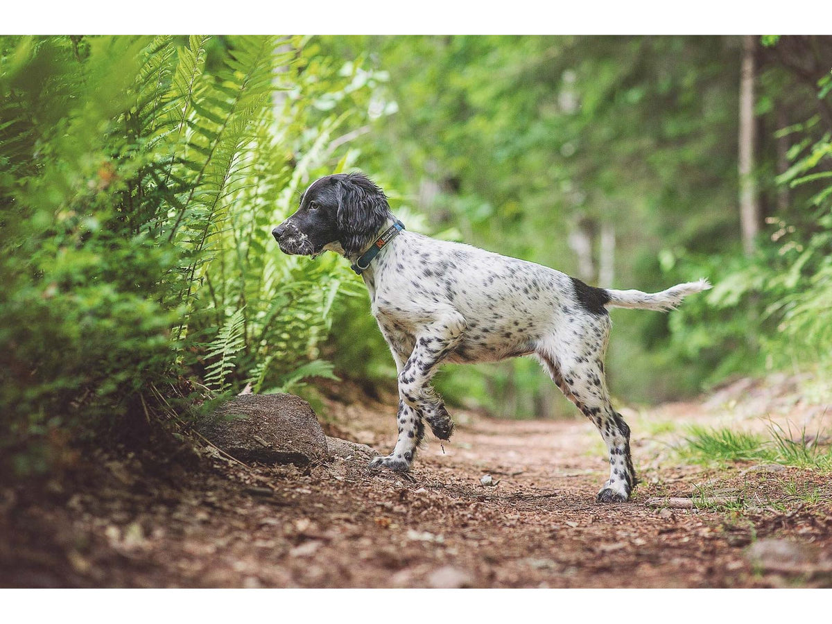 Non-stop dogwear Tumble collar valpehalsbånd – Blå