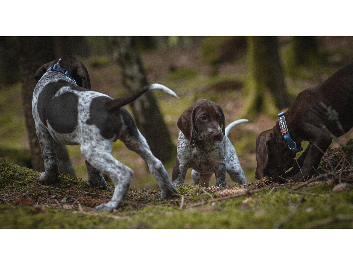 Non-stop dogwear Tumble collar valpehalsbånd – Oransje – modellen vist i annen farge