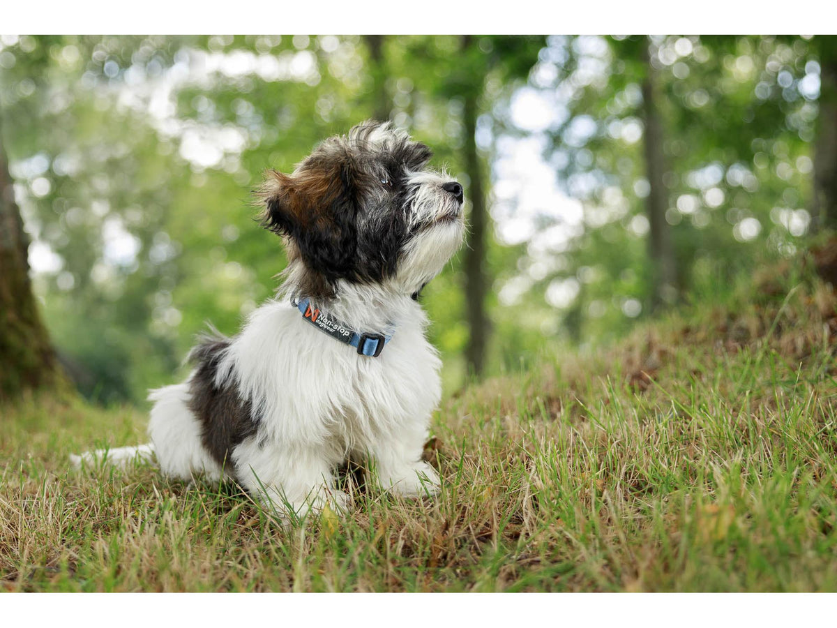 Non-stop dogwear Tumble collar valpehalsbånd – Lilla – modellen vist i annen farge