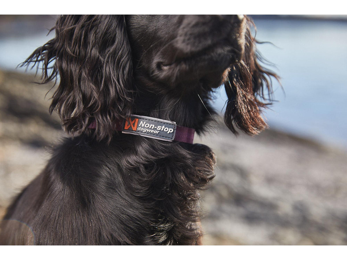 Non-stop dogwear Tumble collar valpehalsbånd – Blå – modellen vist i annen farge
