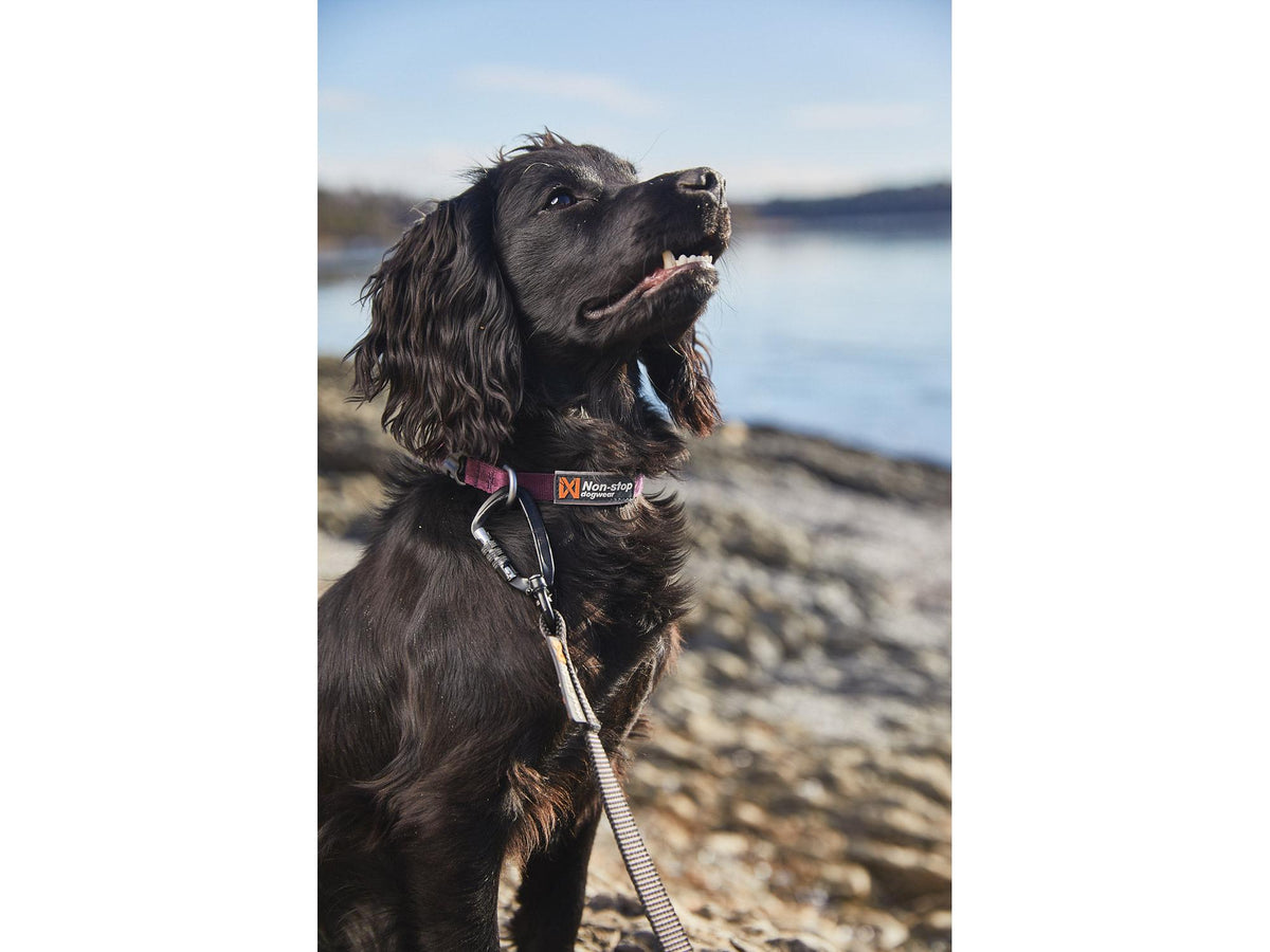 Non-stop dogwear Tumble collar valpehalsbånd – Blå – modellen vist i annen farge